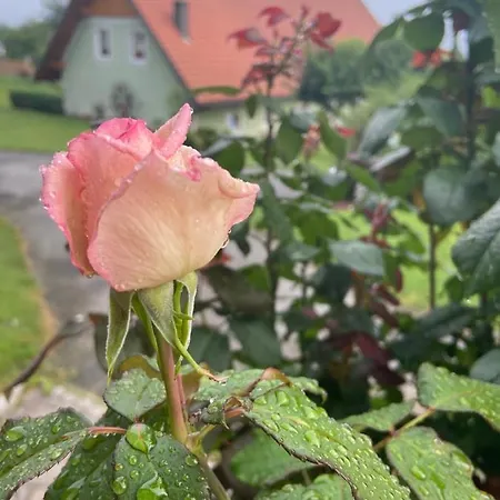 Koasahof Ferienwohnung 아파트 Oberhaag