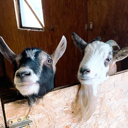 Koasahof Ferienwohnung