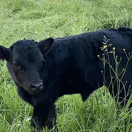 Koasahof Ferienwohnung Oberhaag
