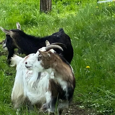 Koasahof Ferienwohnung *