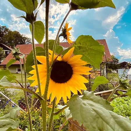 Koasahof Ferienwohnung 아파트 *